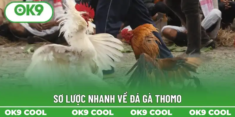 Sơ lược nhanh về đá gà Thomo Sơ lược nhanh về đá gà Thomo